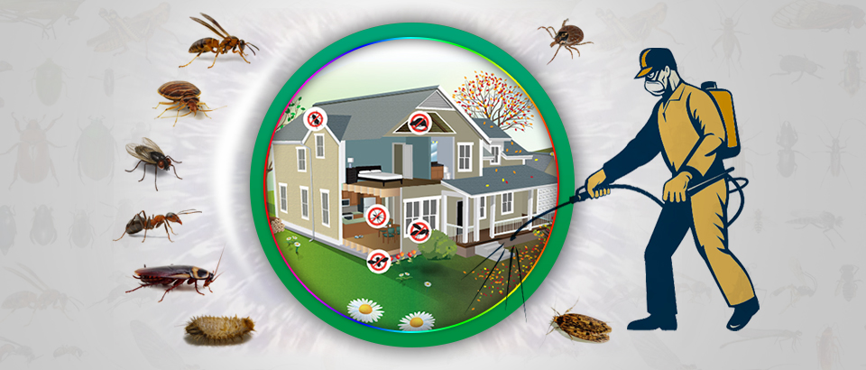 Pest Control Services in Lahore